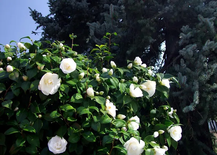 Lejlighed Casa Thuja Ascona