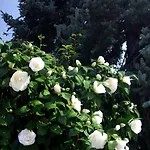 Διαμέρισμα Casa Thuja Ασκόνα